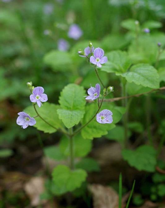 WOOD SPEEDWELL  Veronica montana