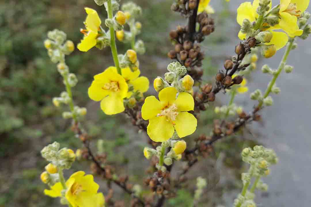 HOARY MULLEIN  Verbascum pulverulentum