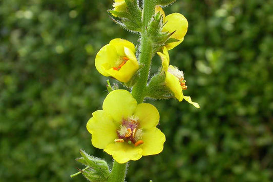 TWIGGY MULLEIN  Verbascum virgatum