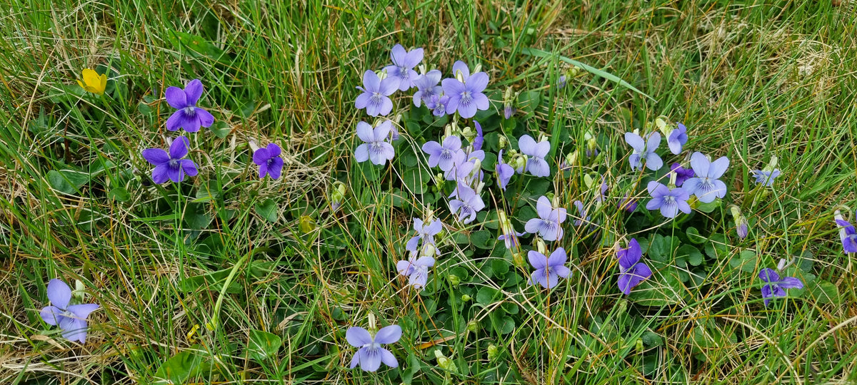 Viola Rivinian COMMON DOG-VIOLET Viola riviniana – Celtic Wildflowers