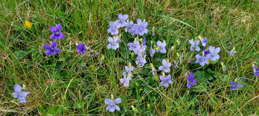 COMMON DOG-VIOLET  Viola riviniana