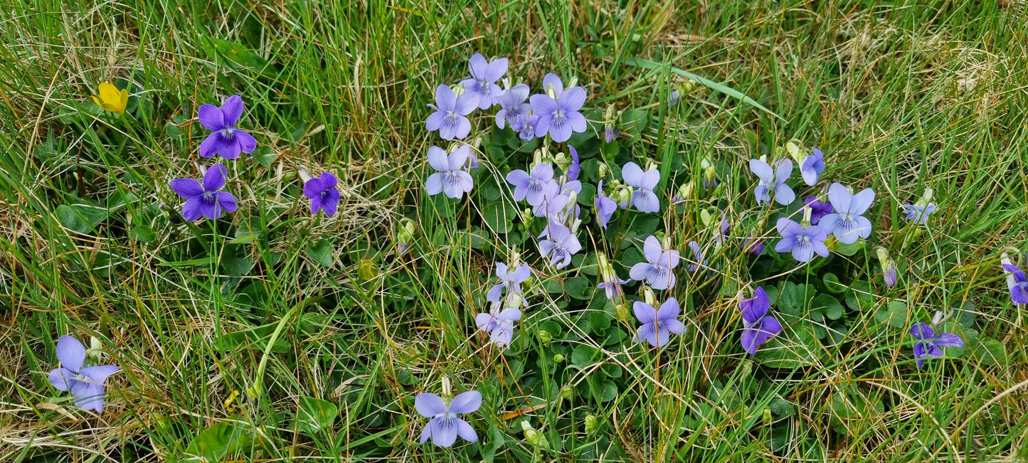 COMMON DOG-VIOLET  Viola riviniana