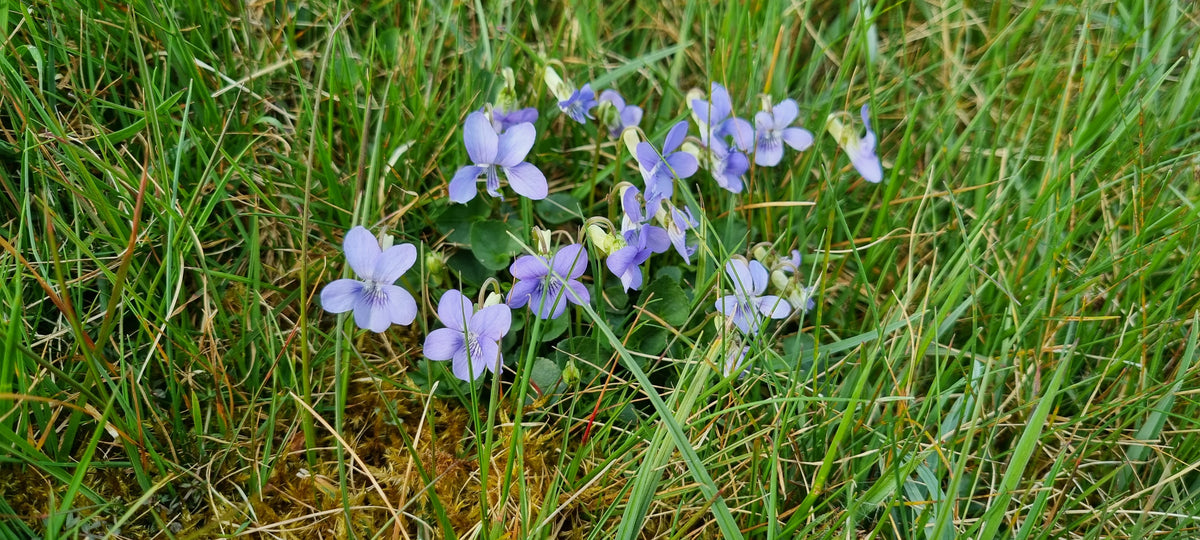 COMMON DOG-VIOLET Viola riviniana – Celtic Wildflowers
