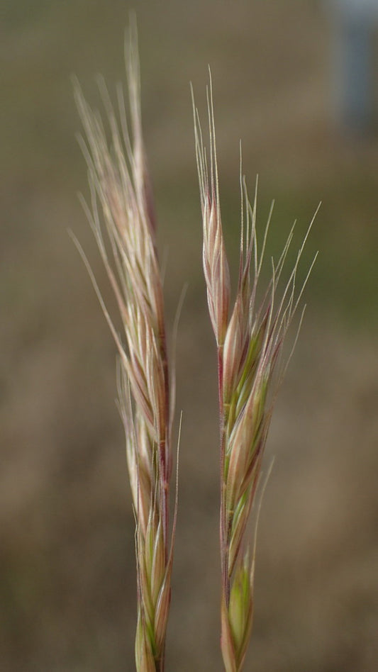 DUNE FESCUE Vulpia fasciuclata