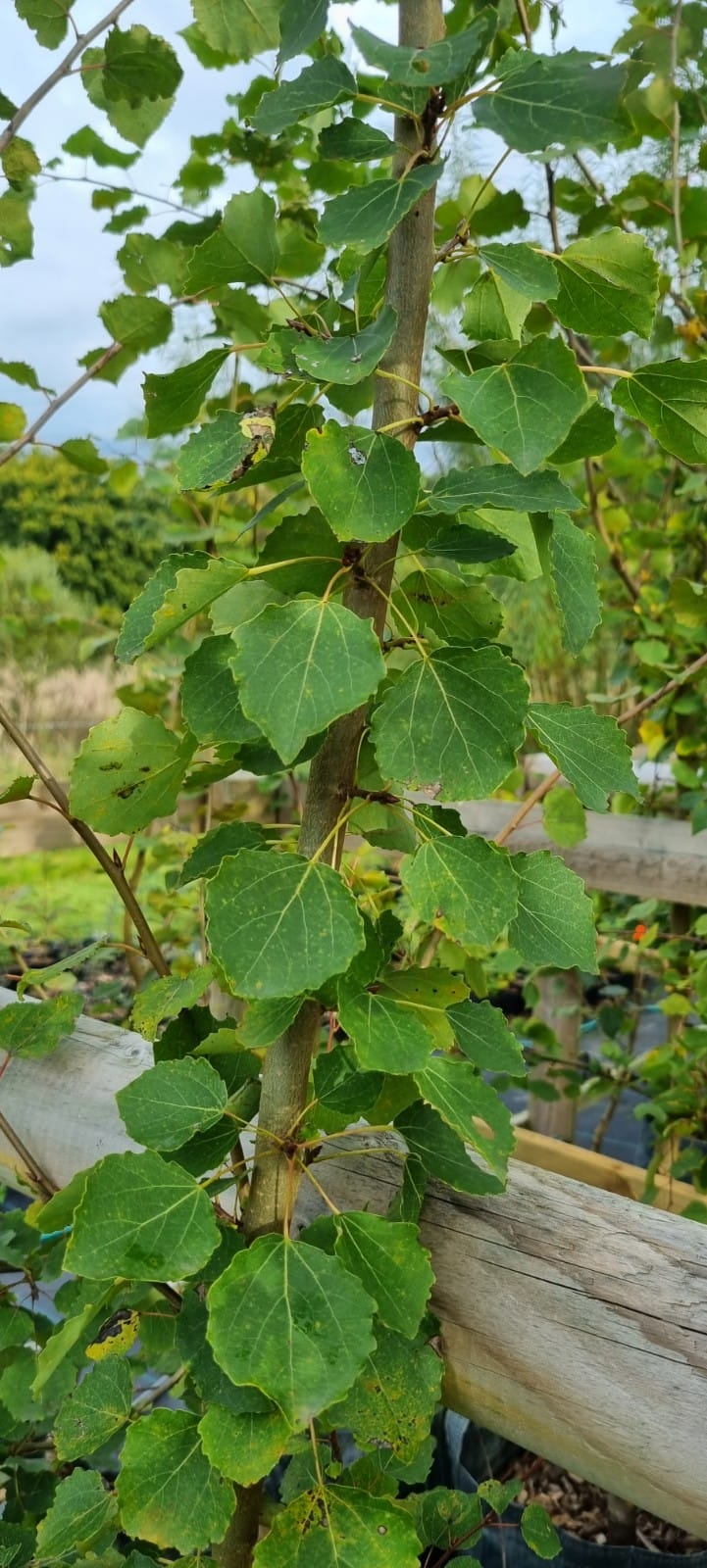 ASPEN  Populus tremula