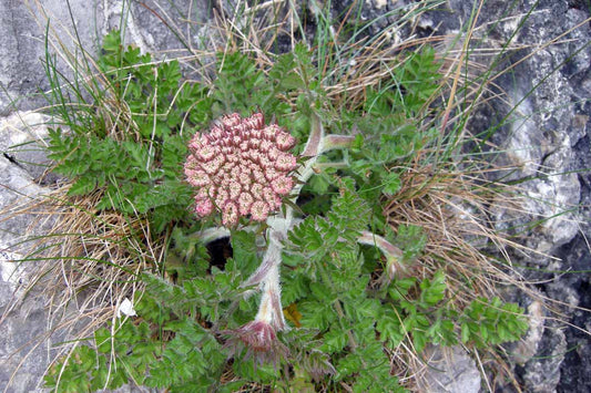 SEA CARROT  Daucus carota subsp. gummifer