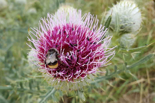 WOOLLY THISTLE  Cirsium eriophorum