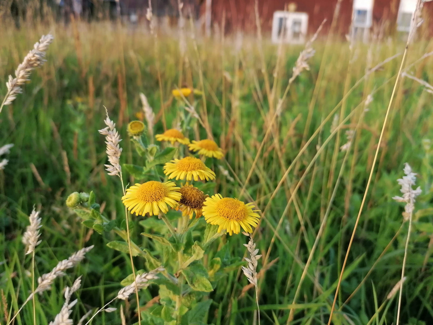 COMMON FLEABANE  Pulicaria dysenterica