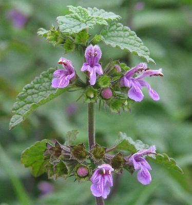 BLACK HOREHOUND  Ballota nigra