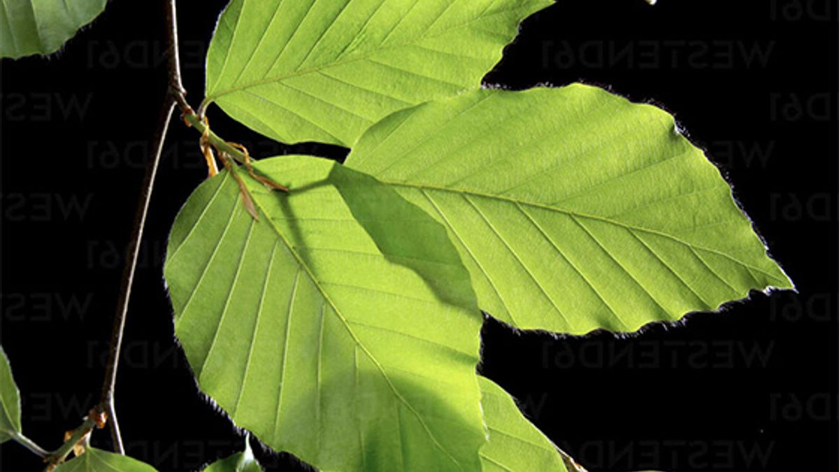 BEECH  Fagus sylvatica