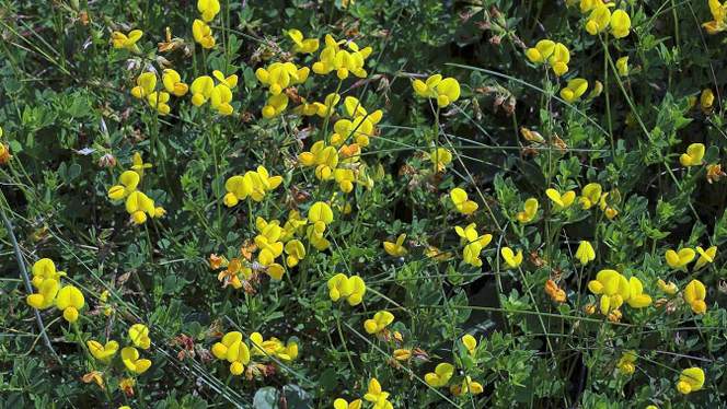 COMMON BIRD'S-FOOT-TREFOIL  Lotus corniculatus