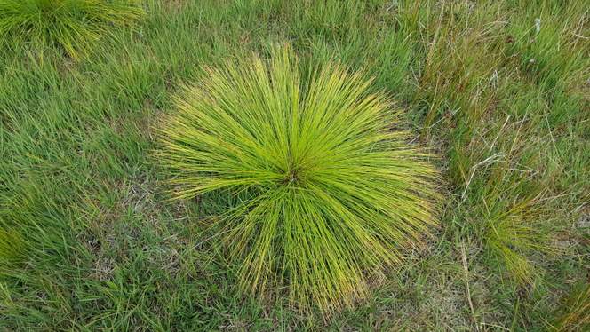 DEERGRASS Trichophorum germanicum – Celtic Wildflowers