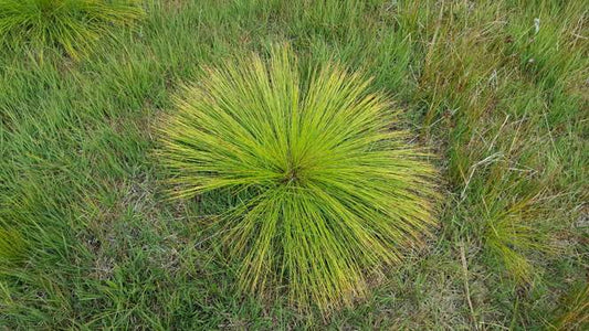 DEERGRASS  Trichophorum germanicum