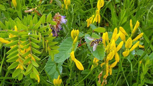 DYER'S-GREENWEED  Genista tinctoria